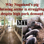 Why Nagaland’s pig farming sector is struggling despite high pork demand