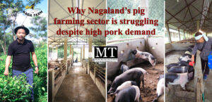 Why Nagaland’s pig farming sector is struggling despite high pork demand