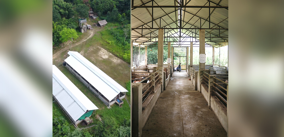 Why Nagaland’s pig farming sector is struggling despite high pork demand