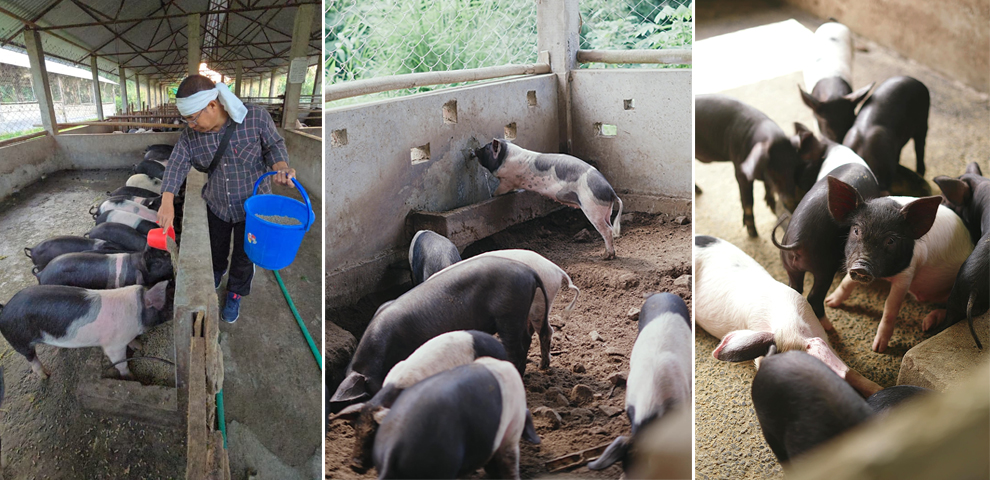Why Nagaland’s pig farming sector is struggling despite high pork demand