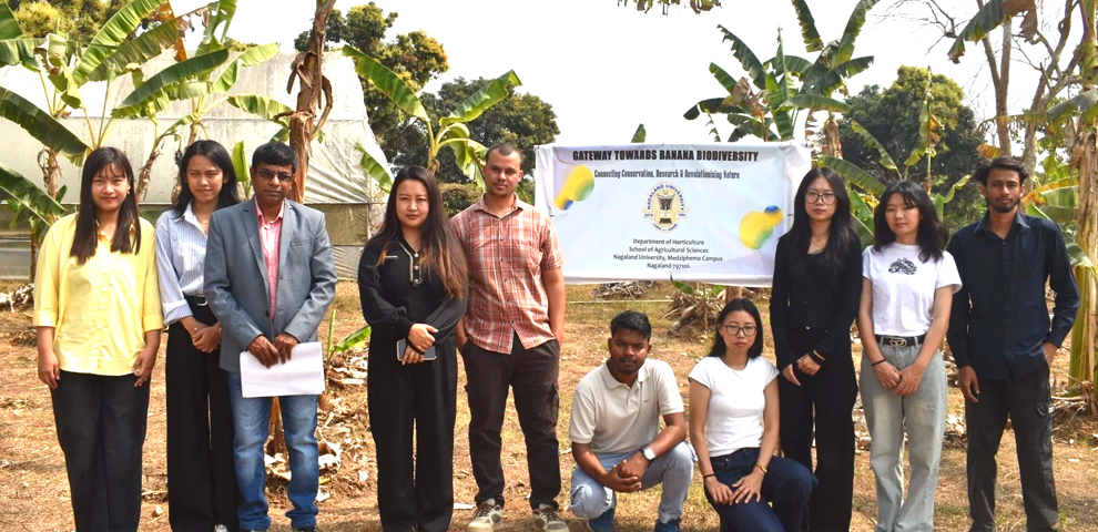 Wild bananas in Nagaland at risk