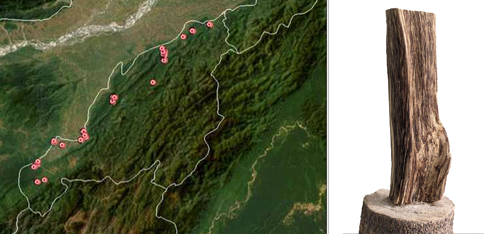 agarwood nagaland