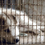 dog meat Nagaland representative image