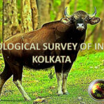 Zoological survey of india ZSI