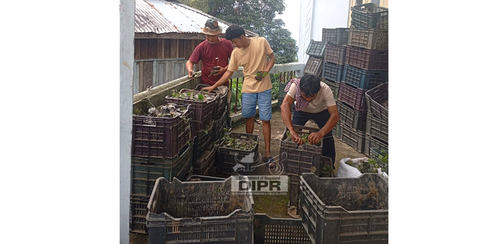 Black pepper vines distributed to farmers at Longjang