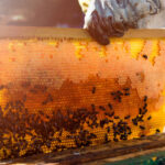 KVIC-linked beekeepers exported