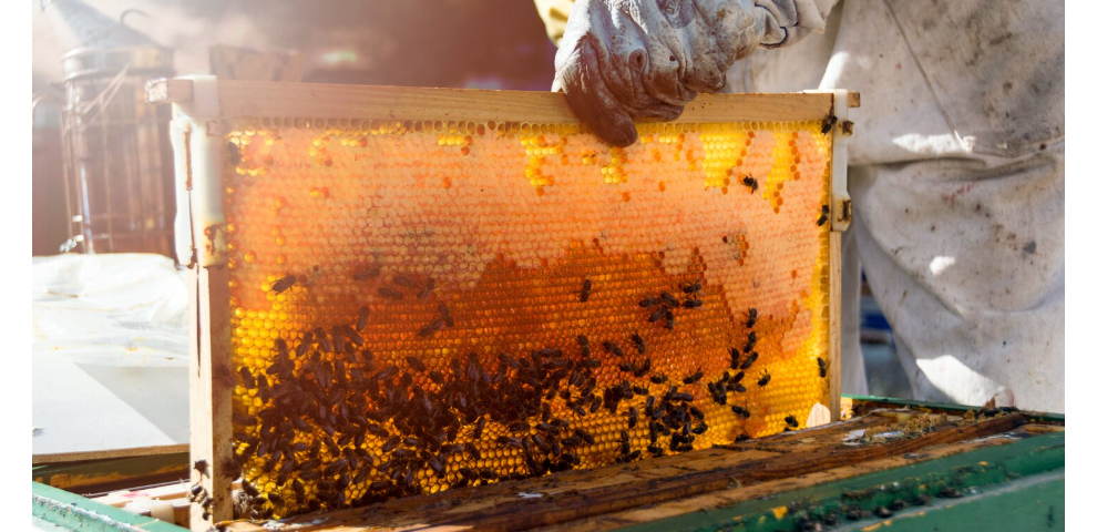 KVIC-linked beekeepers exported