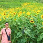 Large-scale Sunflower cultivation shows encouraging results in Tuensang