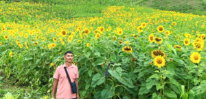 Large-scale Sunflower cultivation shows encouraging results in Tuensang