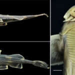 New catfish species discovered in Likimro River, Kiphire