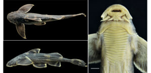 Nagaland: Kohima Science College and ZSI researchers discover new catfish species in Likimro River