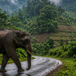 Officials urge immediate public reporting following recent elephant sightings along the Khar-Mangkolemba road