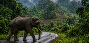 Doyang Wildlife Division: The making of Nagaland’s  newest wildlife division amid growing elephant conflict