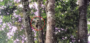TVBCLN rescues endangered slow loris in Zunheboto, releases it into Sukhai Community Conservation Area