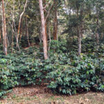 Coffee farm Mokokchung