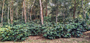 Coffee farm Mokokchung