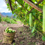 Aliba Village to host 5th Cucumber Festival today