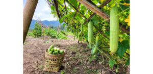 Aliba Village to host 5th Cucumber Festival today