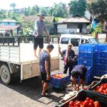 APMC Mokokchung begins direct marketing initiative with Longkhum tomato export