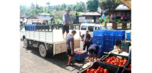 APMC Mokokchung begins direct marketing initiative with Longkhum tomato export