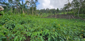 Longkhum grows 301 metric tonnes of tomatoes. Others decide what they’re worth.