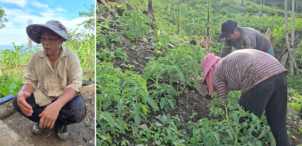 Longkhum grows 301 metric tonnes of tomatoes. Others decide what they're worth.