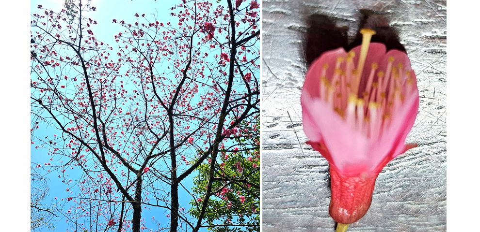 Types Of Cherry Blossoms In Viswema, Nagaland