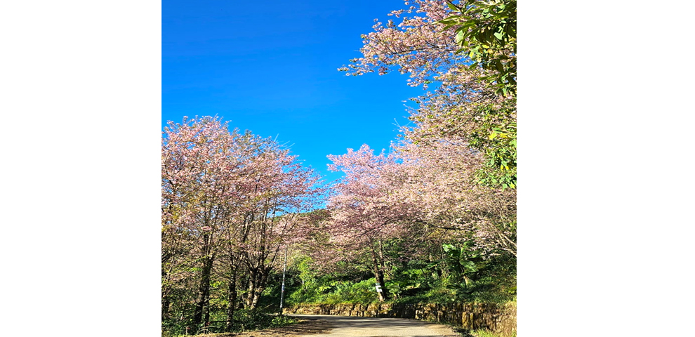 Types Of Cherry Blossoms In Viswema, Nagaland1