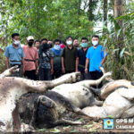 Lightning strike kills 13 cattle in Mon village Lightning strike kills 13 cattle in Mon village