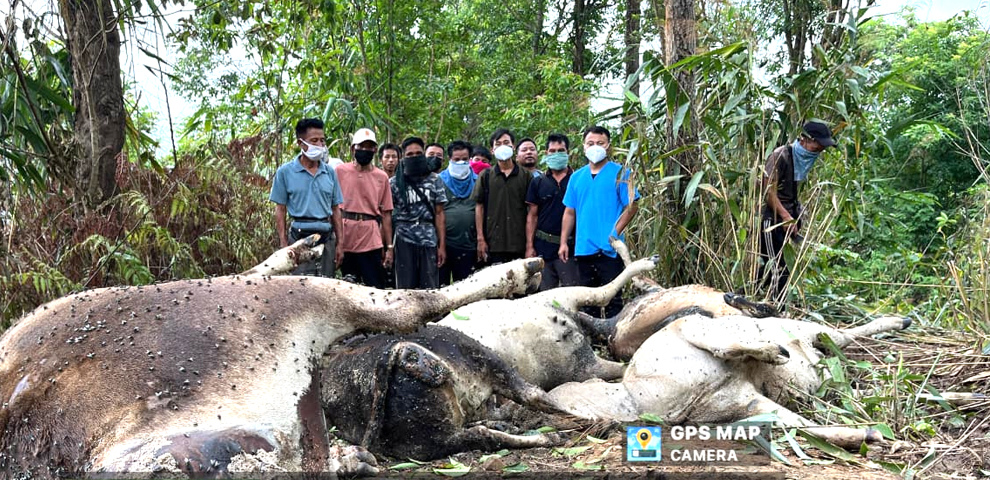Lightning strike kills 13 cattle in Mon village
