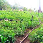 Longkhum tomato farmers report better harvest despite erratic rains Longkhum tomato farmers report better harvest despite erratic rains