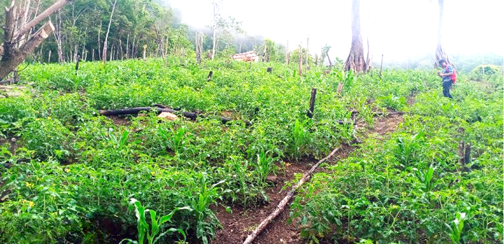 Longkhum tomato farmers report better harvest despite erratic rains