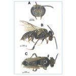 New stingless bee species discovered in Wokha, largest recorded in India