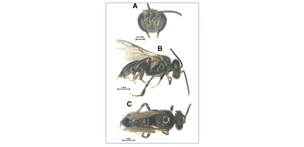 New stingless bee species discovered in Wokha, largest recorded in India