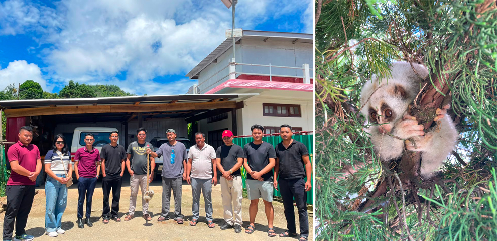 Rescued Slow Loris released at Sukhai