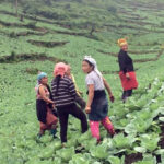 Nagaland is producing more. But what happens after harvest?