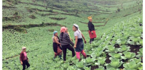 Nagaland is producing more.  But what happens after harvest?