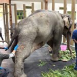 Flood-rescued elephant Joymoti airlifted from Nagaland for specialised treatment