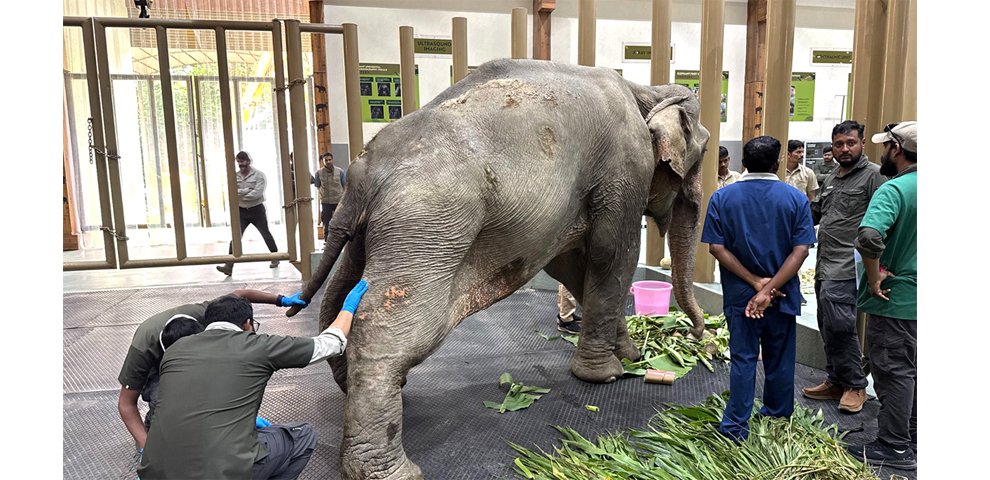 Flood-rescued elephant Joymoti airlifted from Nagaland for specialised treatment