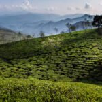 Data shows Nagaland’s BLF tea price hits Rs 302.83/kg in July, highest among listed markets - but did growers get their share? Data shows Nagaland’s BLF tea price hits Rs 302.83/kg in July, highest among listed markets - but did growers get their share?