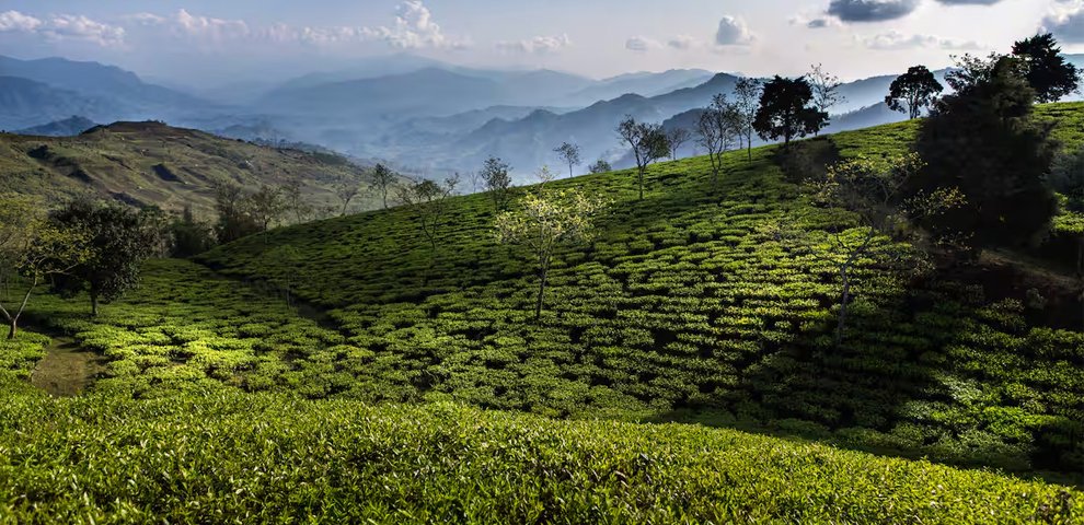 Data shows Nagaland’s BLF tea price hits Rs 302.83/kg in July, highest among listed
markets - but did growers get their share?