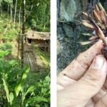 Amid farmer discouragement from Chirkey losses, Nagaland’s cardamom cultivation picks up