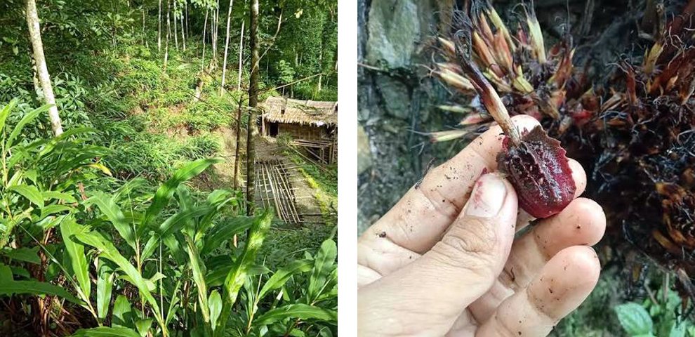 Amid farmer discouragement from Chirkey losses, Nagaland’s cardamom cultivation picks up