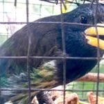 A caged Great Barbet seen at Porba village, whose seizure by the Forest Department has sparked a debate over customary practices and wildlife protection.