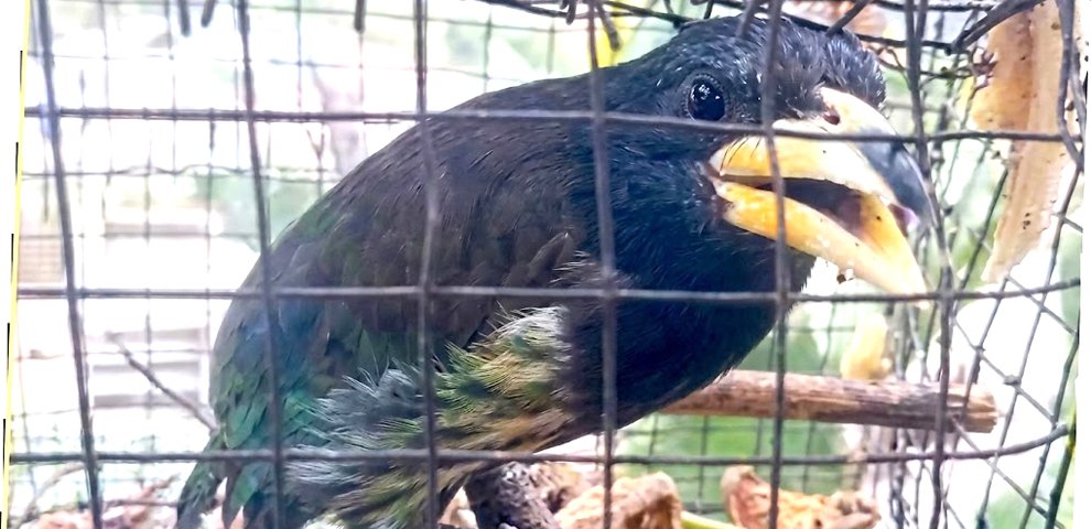 A caged Great Barbet seen at Porba village, whose seizure by the Forest Department has sparked a debate over customary practices and wildlife protection.