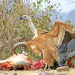 India’s vultures show no clear recovery despite years of drug bans