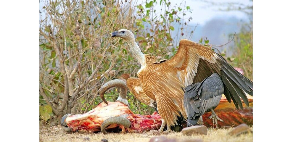 India’s vultures show no clear recovery despite years of drug bans