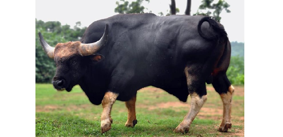 Nagami Mithun