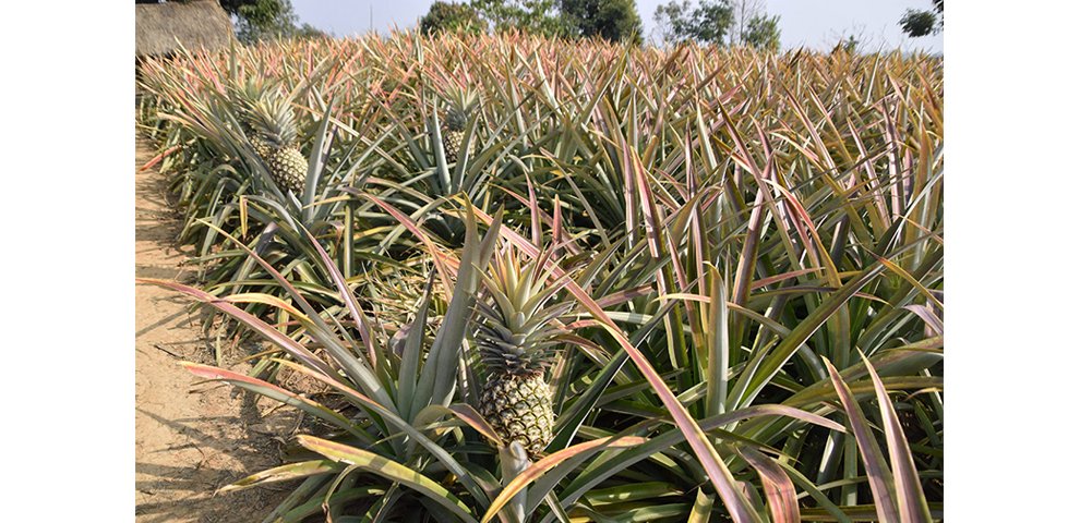 NU study calls for location-specific strategies for sustainable pineapple farming