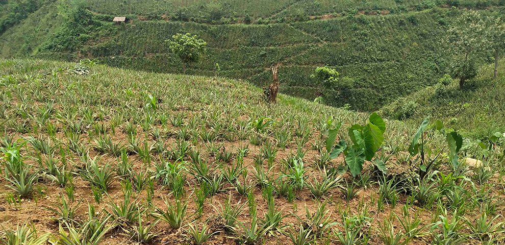 pineapple nagaland university